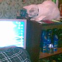 ���� �����, ������, 57 ��� - ��������� 10 �������� 2010 � ������ ���� �������� � ���߻