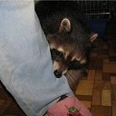 ���� �����, �����-���������, 57 ��� - ��������� 26 ������� 2010 � ������ �������