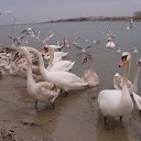  Aleksa , , 45  -  14  2009   