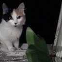 ���� Aleksandr:), �����������-��-�����, 54 ���� - ��������� 17 ���� 2010 � ������ ����� � ������