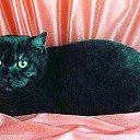 ���� Knoss, ������������, 26 ��� - ��������� 18 ������� 2009 � ������ �������� - �����������