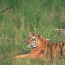 ���� �������, ����, 54 ���� - ��������� 13 ��� 2013 � ������ ���� ����������