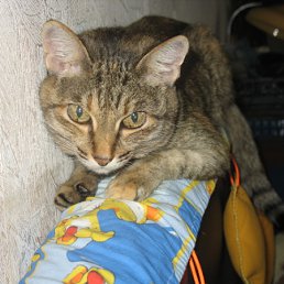 ���� ����, ������, 70 ��� - ��������� 29 ������ 2011