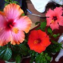 ���� Natali, ������, 67 ��� - ��������� 9 ������ 2011 � ������ ������ ���߻