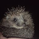 ���� ������, ������, 46 ��� - ��������� 19 ������ 2012 � ������ ���� ����������