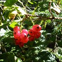  , , 52  -  3  2012   ****