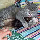  Katze Scheugu,  -  27  2010     