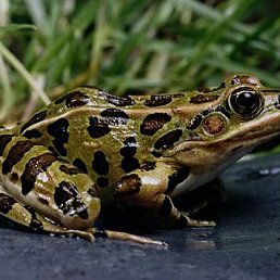 �����, �����, 26 ���