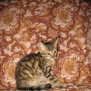 ���� �����, ������, 53 ���� - ��������� 20 ������ 2011 � ������ �������