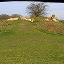 ���� ��op�, ����, 44 ���� - ��������� 25 ��� 2013 � ������ �Woburn Safari Park(Uk)�