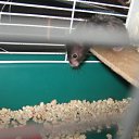 ���� (=����������=), ������, 31 ��� - ��������� 9 ������ 2012 � ������ �������(����) ��� ���� R.I.P.�