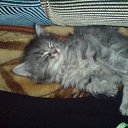 ���� ������, �����������, 36 ��� - ��������� 4 ������ 2010 � ������ ��������� ��� � ���� ������