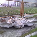 ���������� ����� )) �� ������� ���� ����������