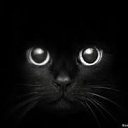 ���� ����, ������������, 23 ���� - ��������� 11 ������ 2012 � ������ �PetLove�
