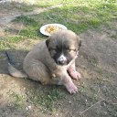  Vytautas, , 66  -  21  2011   foto