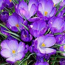 ���� �����, ���������, 39 ��� - ��������� 1 ������ 2013 � ������ ���� ����������