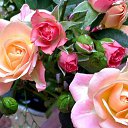 ���� ������, ���-����, 27 ��� - ��������� 17 ������� 2009 � ������ �����������