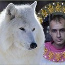 ���� Volf, ������, 42 ���� - ��������� 22 ������ 2012 � ������ ���