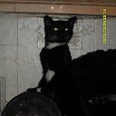 ���� ������� �� ������� ���� ����������