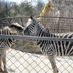 ���� �����, ����������, 28 ��� - ��������� 3 ����� 2012