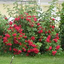 ���� �����, ������, 42 ���� - ��������� 22 ������ 2011