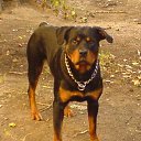 ���� ����, �����-���������, 45 ��� - ��������� 29 ������ 2012 � ������ ���� ����������