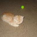 ���� ~��~, ������������, 38 ��� - ��������� 5 ������� 2010 � ������ ���� ����� �����