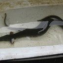 ��� ��� ��� �������� �� ������� �� ������� ���� ����������