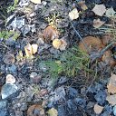  , -, 42  -  31  2011   