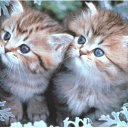 ���� �����, ������, 26 ��� - ��������� 25 ���� 2010 � ������ ���������