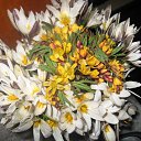 ���� �������, ������, 85 ��� - ��������� 13 ���� 2010