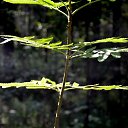 ���� Svann, ���������, 71 ��� - ��������� 11 ���� 2013 � ������ ���������� �� �������