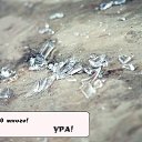 ���� �������, ����, 34 ���� - ��������� 18 ��� 2012 � ������ �������� ����� � �����