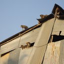 ���� �������, ������, 38 ��� - ��������� 2 ���� 2013 � ������ �real india�