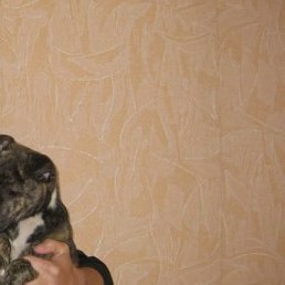 Alex, ��������������, 50 ���