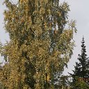 ���� �����, ������, 52 ���� - ��������� 19 ������ 2013 � ������ �������� ��������-������ 2012�