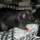 ���� �������, �����-��������� - ��������� 6 ������ 2012 � ������ �������� ������