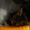 ���� ����, ������, 36 ��� - ��������� 2 ������� 2011 � ������ ���������