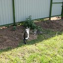 ���� ����������, ������, 62 ���� - ��������� 19 ������� 2009 � ������ ���� �����