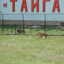 ���� Nik, �����, 63 ���� - ��������� 2 ���� 2012 � ������ ���� ���������