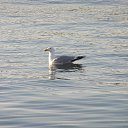 ���� ˸��, �������, 55 ��� - ��������� 20 ���� 2010 � ������ �������