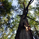 ���� Svann, ���������, 71 ��� - ��������� 11 ���� 2013 � ������ ���������� �� �������