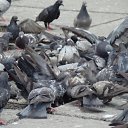 ���� ������, ��������, 36 ��� - ��������� 28 ������ 2011 � ������ ����