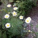 ���� ���� ��, �������, 49 ��� - ��������� 15 ������ 2011 � ������ ���� ���.�