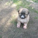  Vytautas, , 66  -  21  2011   foto