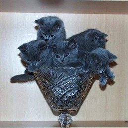 ���� ����-�������, �����, 37 ��� - ��������� 16 ���� 2010