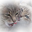 ���� �����, �����-���������, 44 ���� - ��������� 17 ������ 2011