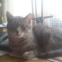 �����, ������, 52 ����