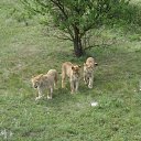 ���� Nik, �����, 63 ���� - ��������� 2 ���� 2012 � ������ ���� ���������