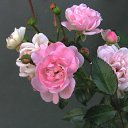  , --, 75  -  18  2012   